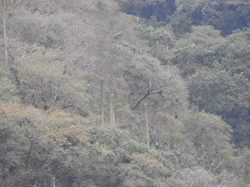 Cephalocereus polylophus, photographed by Sandino Guerrero