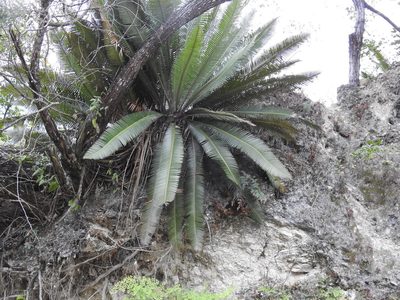 Dioon edule, photographed by Sandino Guerrero