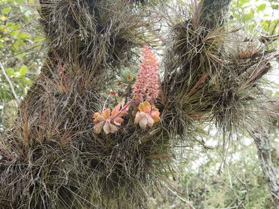 Echeveria rosea, photographed by Sandino Guerrero