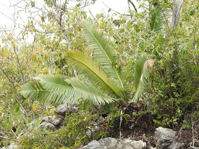 Dioon edule, photographed by Sandino Guerrero