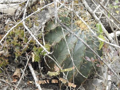 Ferocactus glaucescens, photographed by Sandino Guerrero