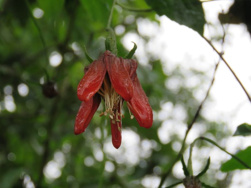 Caiophora hibiscifolia, photographed by Nicolas Olejnik