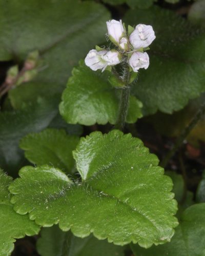 Veronica californica, photographed by Scott Loarie