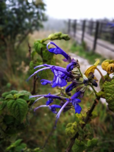Salvia pichinchensis, photographed by sandy-espinozaf