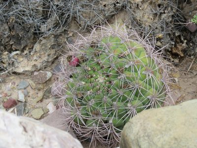 Gymnocalycium saglionis, photographed by Nicolas Olejnik