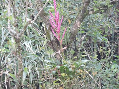 Tillandsia lucida, photographed by Bernabe Colohua