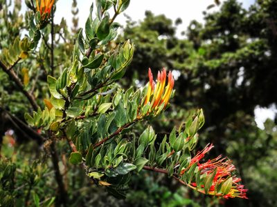 Tristerix longibracteatus, photographed by sandy-espinozaf
