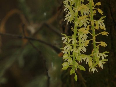 Notylia barkeri, photographed by Victor De la Cruz