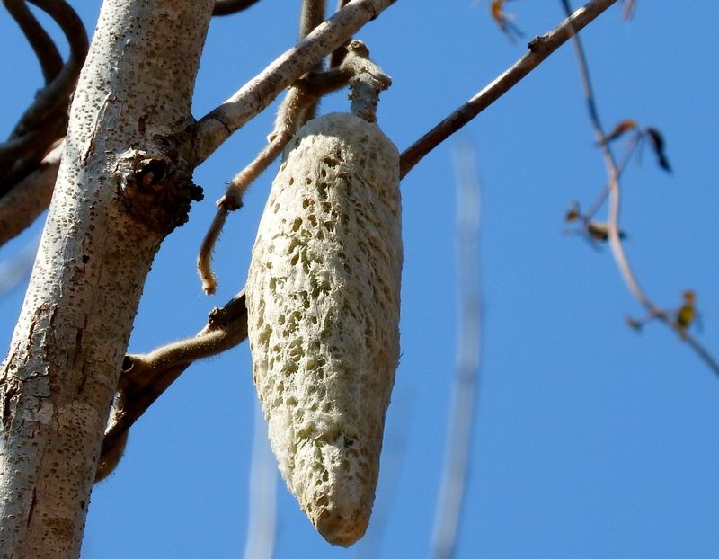 Ruehssia lanata, photographed by Francisco Farriols Sarabia