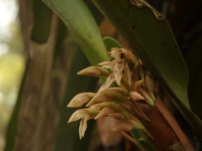 Maxillaria densa, photographed by Victor De la Cruz