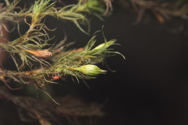 Pulvigera papillosa, photographed by Isaac Krone