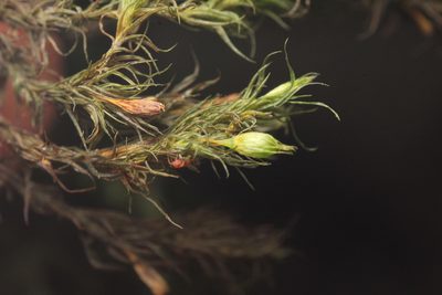 Pulvigera papillosa, photographed by Isaac Krone