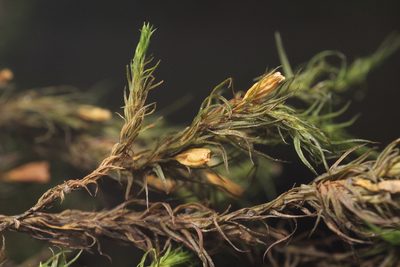Pulvigera papillosa, photographed by Isaac Krone