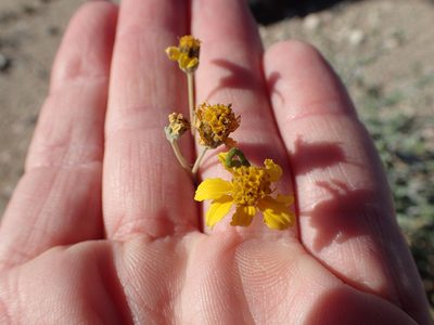 Bahiopsis microphylla, photographed by rockybajada