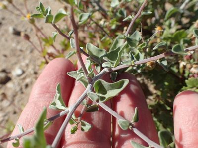 Bahiopsis microphylla, photographed by rockybajada
