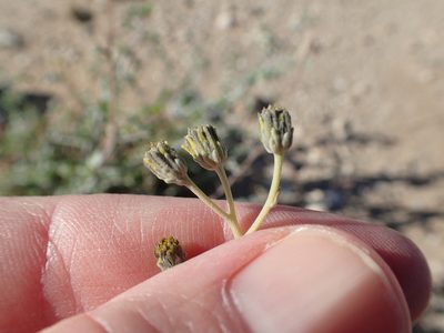 Bahiopsis microphylla, photographed by rockybajada