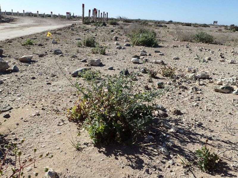 Bahiopsis microphylla, photographed by rockybajada