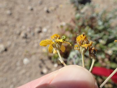 Bahiopsis microphylla, photographed by rockybajada