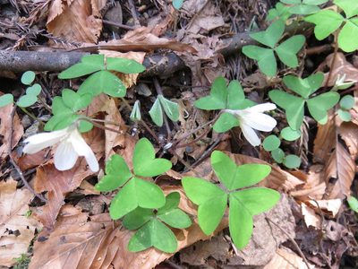 Oxalis nipponica, photographed by Se Lena
