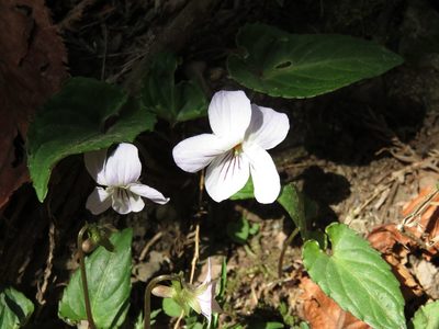 Viola bissetii, photographed by Se Lena