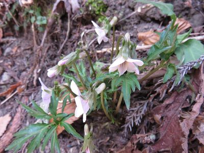 Viola eizanensis, photographed by Se Lena