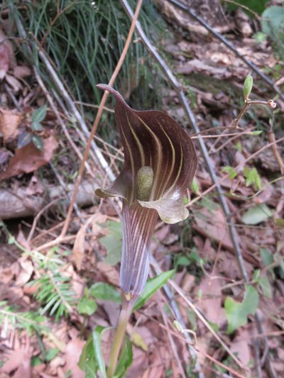 Arisaema limbatum, photographed by Se Lena