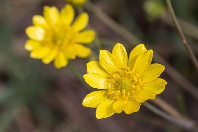 Ranunculus canus, photographed by Ken-ichi Ueda