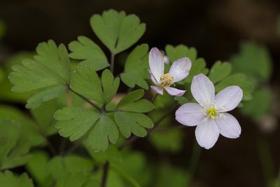 Enemion occidentale, photographed by Ken-ichi Ueda