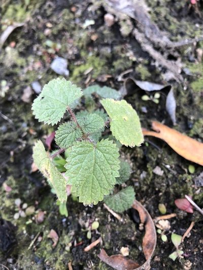 Hesperocnide tenella, photographed by Amy Huie