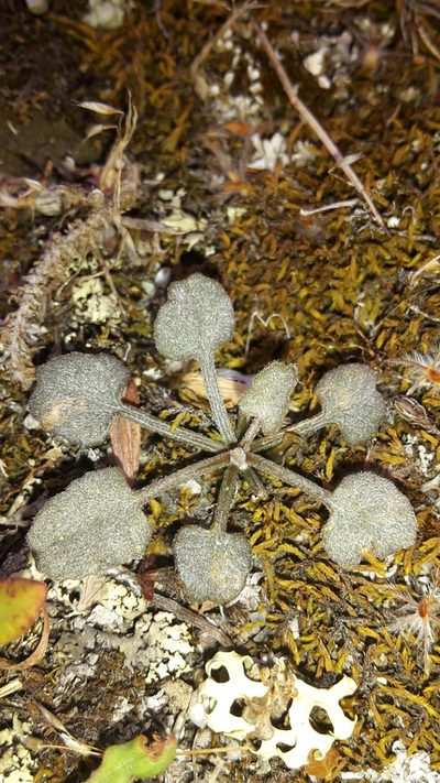 Convolvulus verecundus, photographed by naturewatchwidow