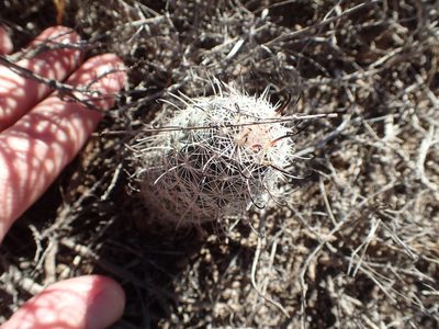 Cochemiea hutchisoniana, photographed by rockybajada
