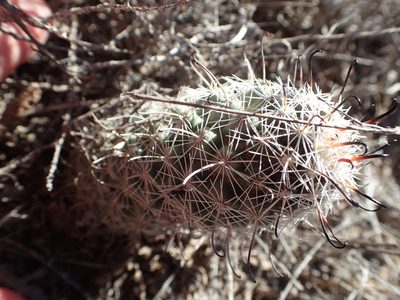 Cochemiea hutchisoniana, photographed by rockybajada