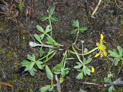 Ranunculus glabrifolius, photographed by Leon Perrie