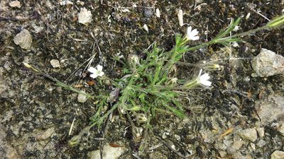 Gypsophila australis, photographed by naturewatchwidow