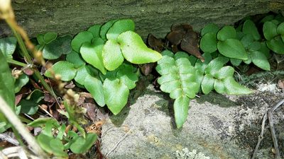Pellaea calidirupium, photographed by naturewatchwidow