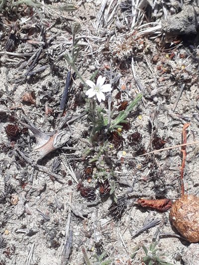 Gypsophila australis, photographed by Leon Perrie