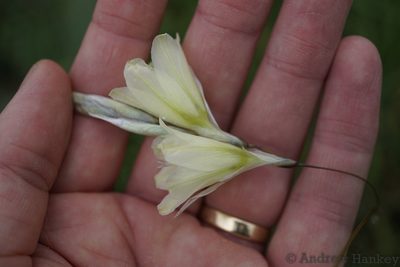 Dierama argyreum, photographed by Andrew Hankey