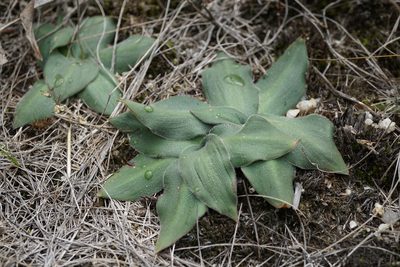 Merwilla dracomontana, photographed by Andrew Hankey