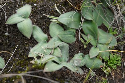 Merwilla dracomontana, photographed by Andrew Hankey