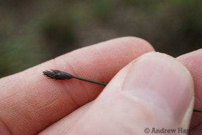 Restio schoenoides, photographed by Andrew Hankey