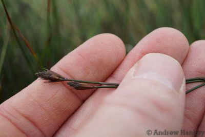 Restio schoenoides, photographed by Andrew Hankey