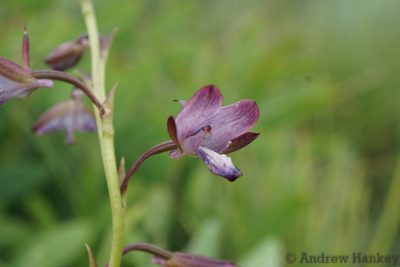 Eulophia zeyheriana, photographed by Andrew Hankey