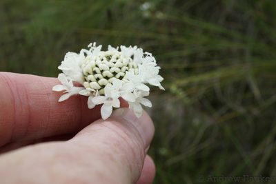 Cephalaria zeyheriana, photographed by Andrew Hankey