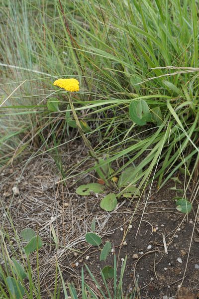 Helichrysum krookii, photographed by Andrew Hankey