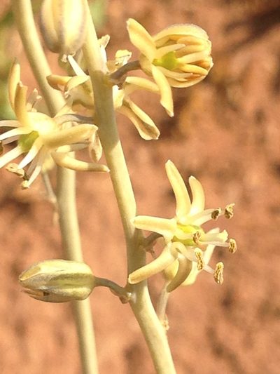Urginavia multisetosa, photographed by Tam