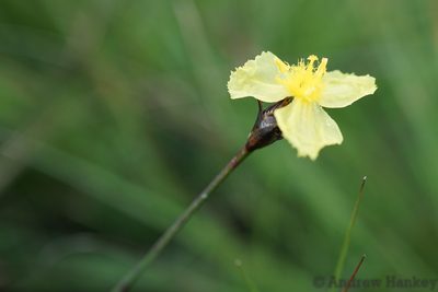 Xyris capensis, photographed by Andrew Hankey