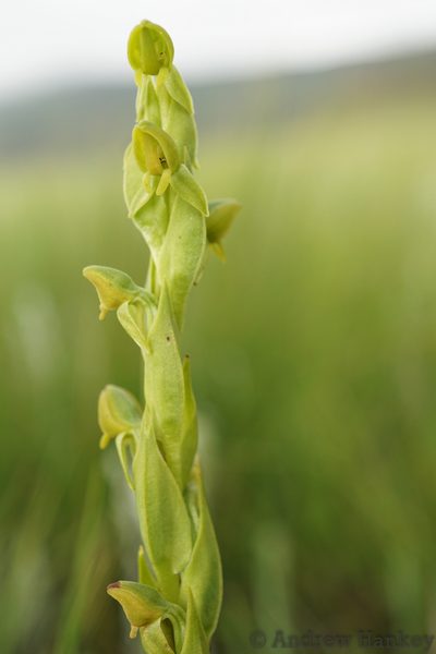 Habenaria laevigata, photographed by Andrew Hankey