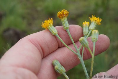 Senecio rhomboideus, photographed by Andrew Hankey
