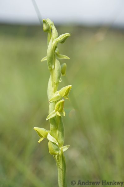 Habenaria laevigata, photographed by Andrew Hankey