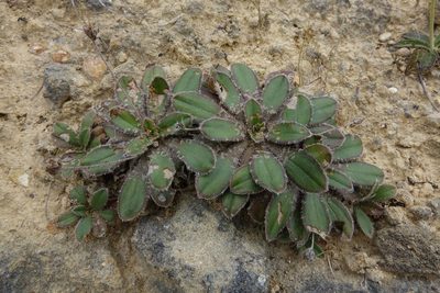 Plantago spathulata, photographed by John Barkla